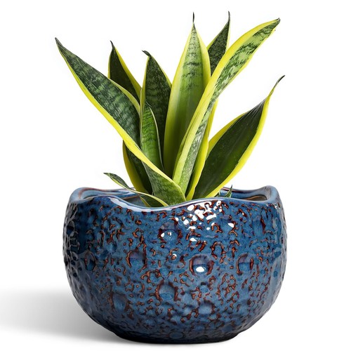 Inch plant pot ceramic - -,