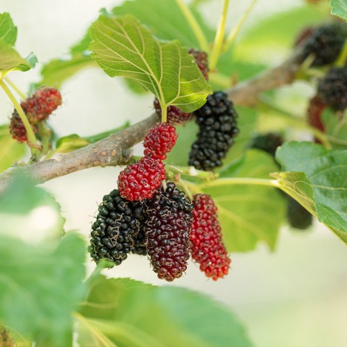 Black mulberry fruit - mulberry,