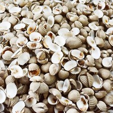 Cockle sea shell mulch - cockle, plants
