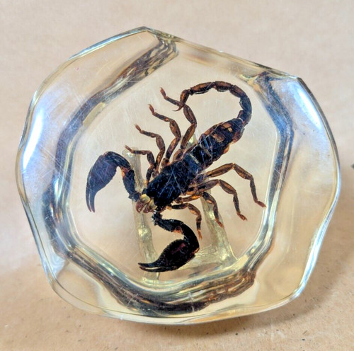 Real black scorpion - black,