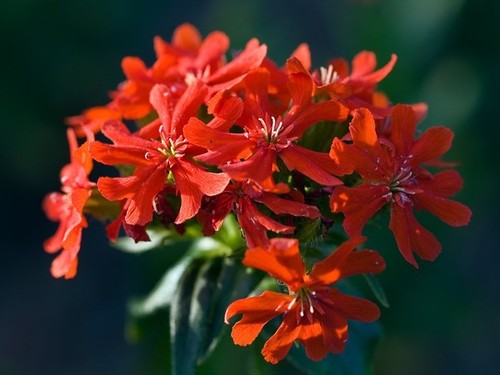 Lychnis chalcedonia 1gm 2400 - chalcedonia,