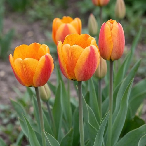 Tulip beauty apeldoorn - 'beauty, of
