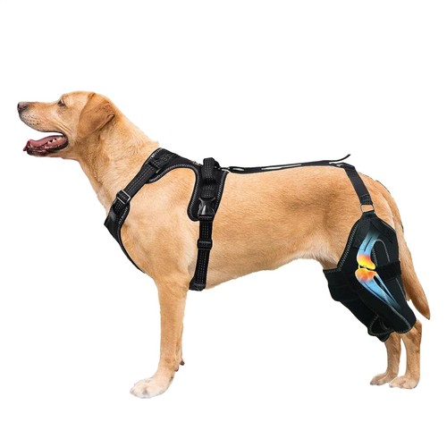 Dog knee brace for - dog, torn