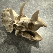Dinosaur Skull Triceratops