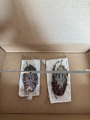 Goliath beetles male and - (male,