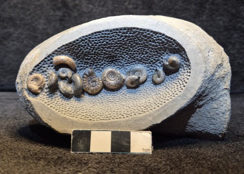 Ammonite deathbed nodule - ammonite, in