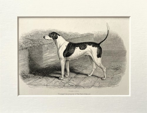 Foxhound antique 1850s b - foxhound, b/w