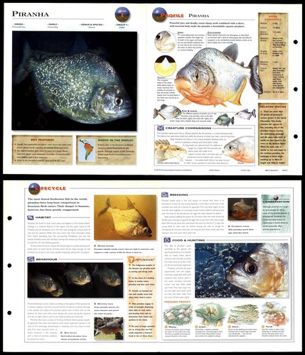 Piranha fish wildlife - fish,