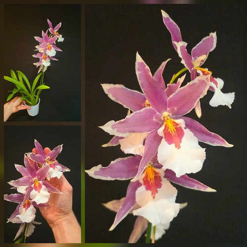 Oncidium aliceara very large - aliceara.,