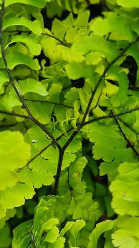 Adiantum pedatum imbricatum - adiantum,