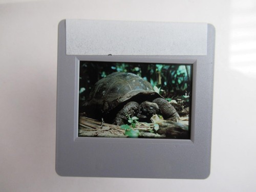 Giant tortoise seychelles - tortoise,
