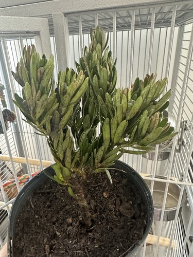 Japanese buddhist pine - japanese,