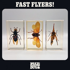 Insects In Resin Bundle - Large - Real Taxidermy Paperweight Bugs Wasp Moth Fly