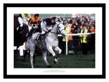 Desert Orchid's Last Cheltenham Gold Cup Horse Racing Photo (633)