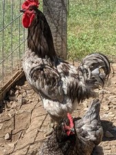 10 +  Eggs Pure bred  Blue