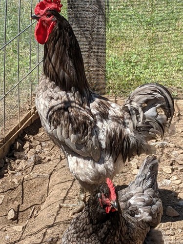 Eggs pure bred blue - +,