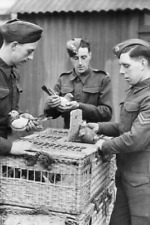 Men of a Royal Corps of Signals unit place carrier pigeons - 1941 4x6 Photo