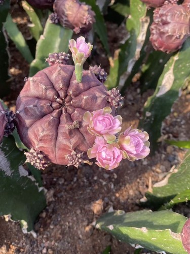 Cactus succulent plant day - cactus,