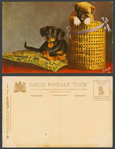 Dachshund german sausage dogs - dachshund,