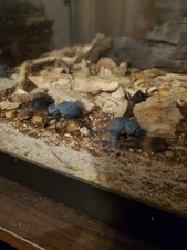 1 live Blue death feigning