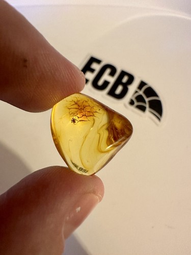 Baltic amber with spider - baltic,