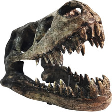 Dinosaur skull rex - t-rex, bones