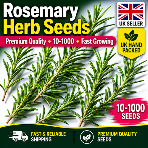 Rosemary herb seeds hand - rosemary,