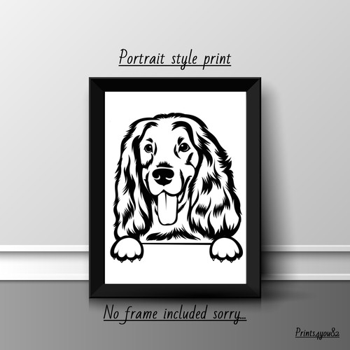American cocker spaniel - american,