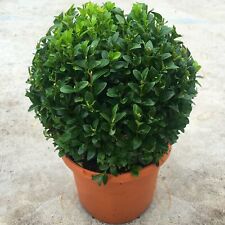 1 X REAL 20CM EVERGREEN BUXUS BALL PLANT SEMPERVIRENS TOPIARY POT INCLUDED