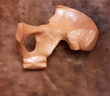 Vintage Anatomical Medical Model Hip Pelvis Joint Bone Display Teaching Aid