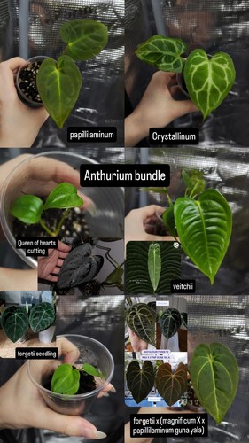 Anthurium bundle - bundle,