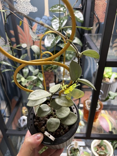 Hoya grey fairy 2 - grey, 🧚