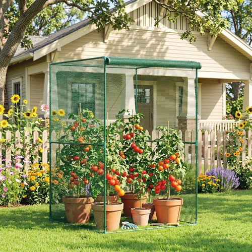 Fruit cage plant protection - plant,