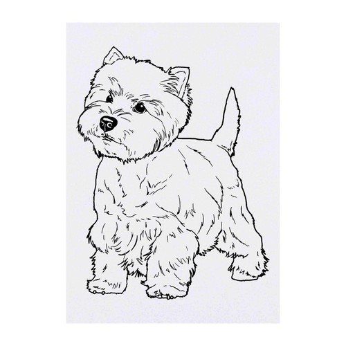 West highland terrier - highland, terrier'