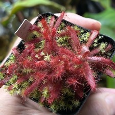 Drosera Graomogolensis