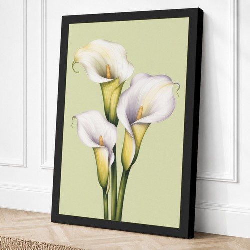Three calla lilies - calla, botanical