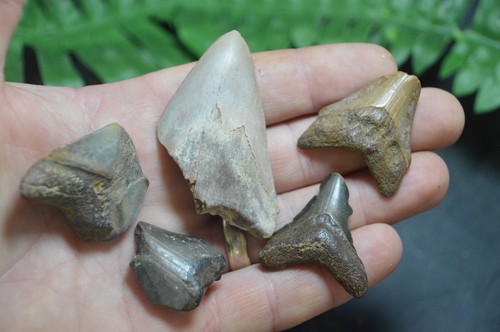 Amazing value real megalodon - value,,
