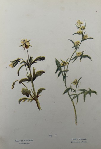 Antique print pansy hedge - antique,
