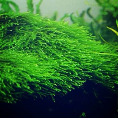 Java moss live aquarium - live, carpet