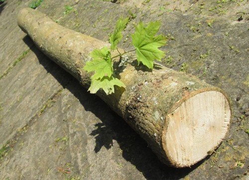 100cm hardwood log for - hardwood,