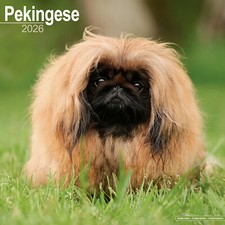 Pekingese 2026 Calendar | Dog