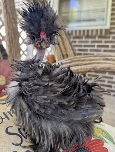 Polish frizzle naked - 4, neck