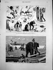 Old Elephants Moving Timber