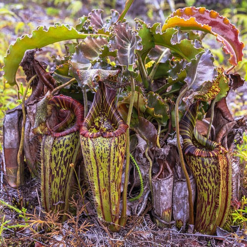 Seeds nepenthes maxima - seeds,