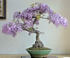 Bonsai Tree Chinese Wisteria rare flowering purple climbing vine seed 10 seeds