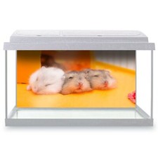 Fish tank background 90x45cm - fish,
