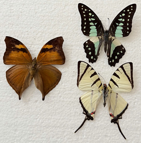 Entomology butterfly specimen - butterfly,