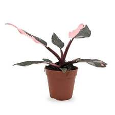 Philodendron Pink Princess