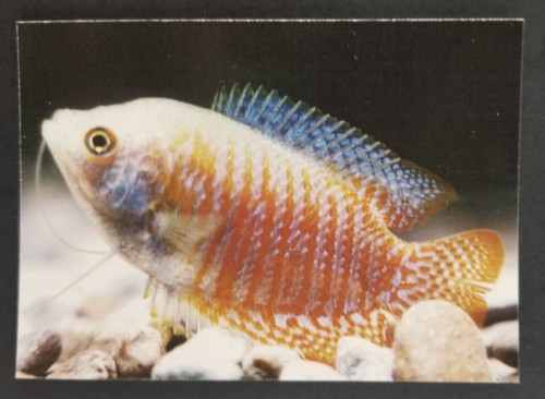 Dwarf gourami 1990 - dwarf,