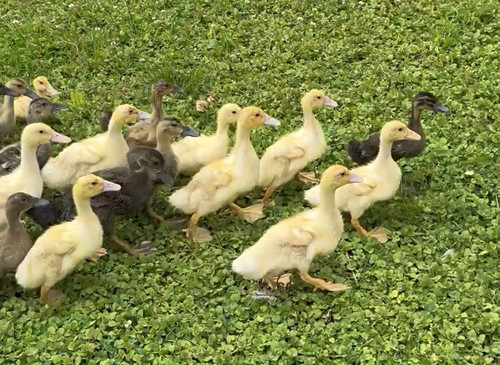 Fertile duck hatching eggs - fertile,